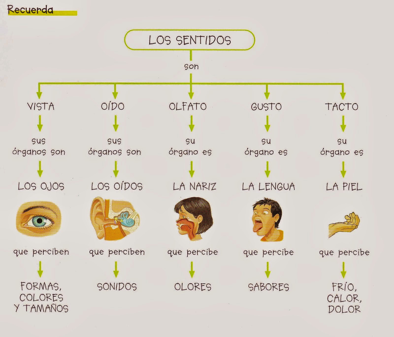 ¡A toda vela! LOS SENTIDOS Y SUS ÓRGANOS ¡A toda vela! LOS SENTIDOS Y SUS ÓRGANOS